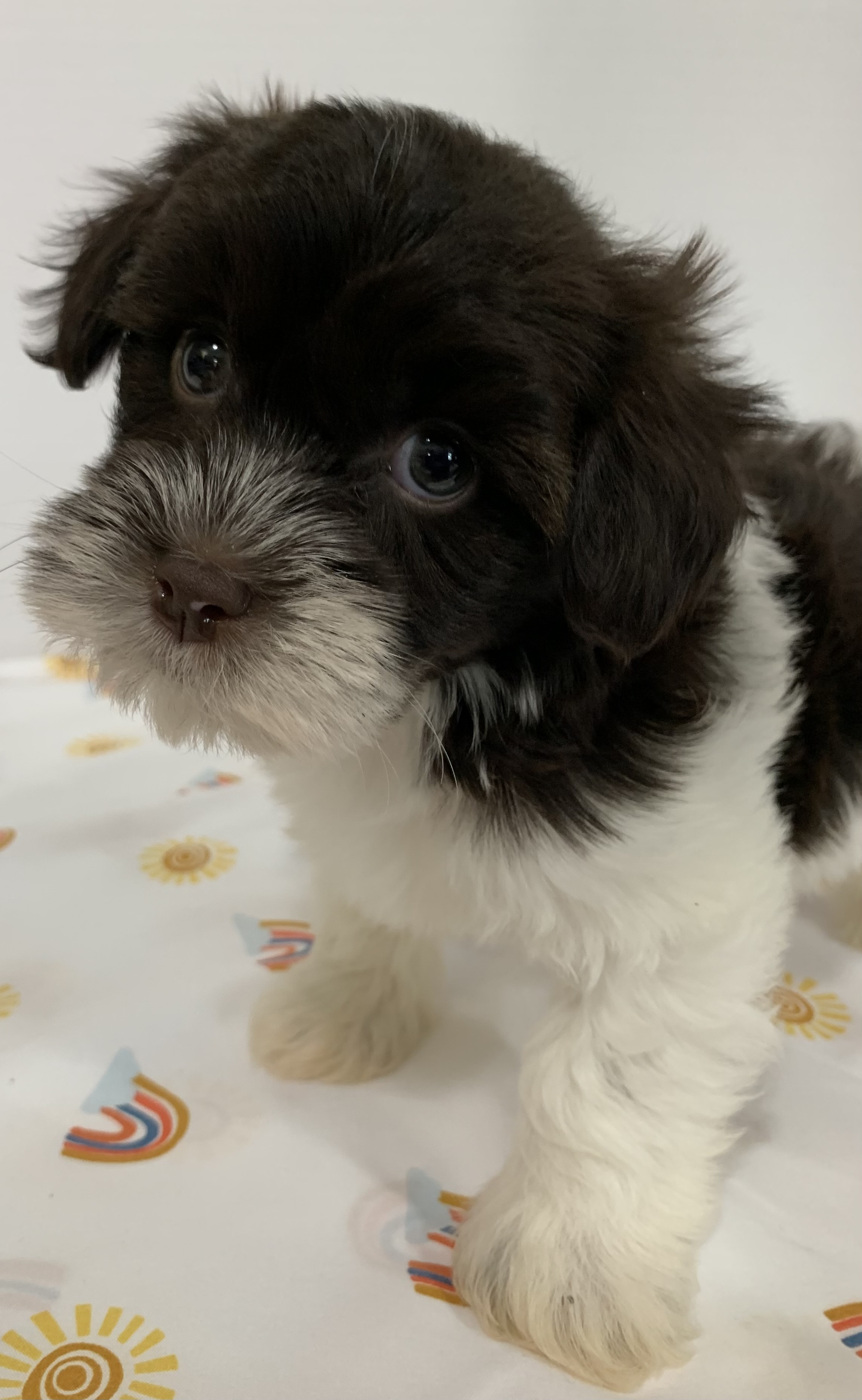 puppy, for, sale, Havanese, Debra K Lott, dog, breeder, Merit, TX, dog-breeder, puppy-for-sale, forsale, nearby, find, puppyfind, locator, puppylocator, aca